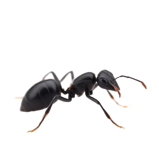 Close-up of a black carpenter ant