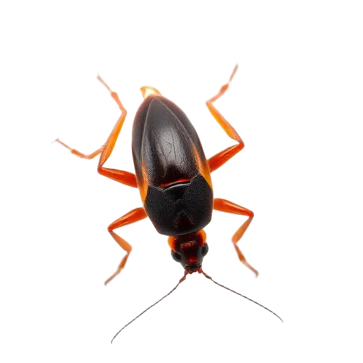Close-up of an American cockroach