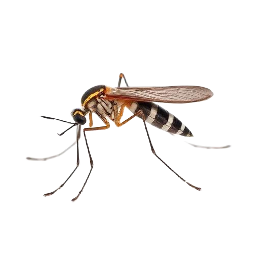 Close-up of a mosquito