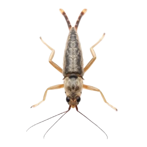 Close-up of a silverfish