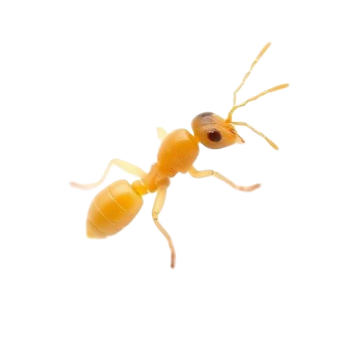 Close-up of a subterranean termite worker